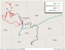 Buzz Article: Using GPS Devices to Track Wild Animals