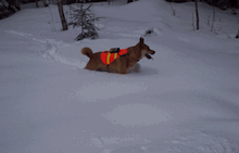 Buzz Article: Friday Feature: A Dog and His GPS