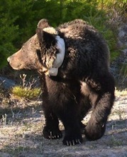 Buzz Article: Big Brother and the Animal Kingdom