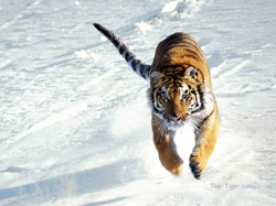 Buzz Article: Putin tracks Russia's big cats with GPS.