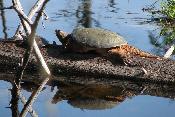 Snapping Turtle