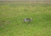 More local residents