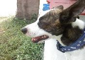 Toto my faithful companion