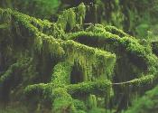 CLOSE UP! beautiful green moss.