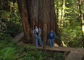 This is the great Bear forests!