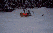 Snow Shoeing with Jack