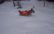 Snow Shoeing with Jack
