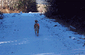 Hiking with Jack