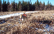 Hiking with Jack