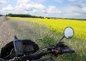Canola Fields