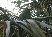 Parrot Posing For A Pic