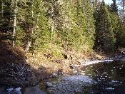 Through the thinning trees