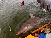  but the fish can be sizeable
