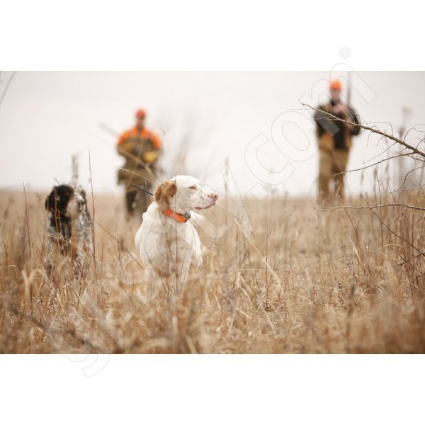 Garmin DC 40 Transmitter Collar